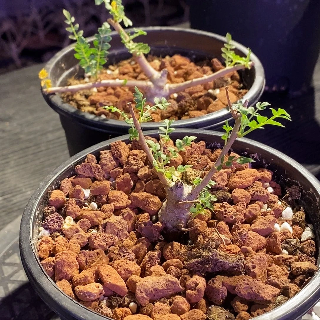 尼勒达乳香实生一个