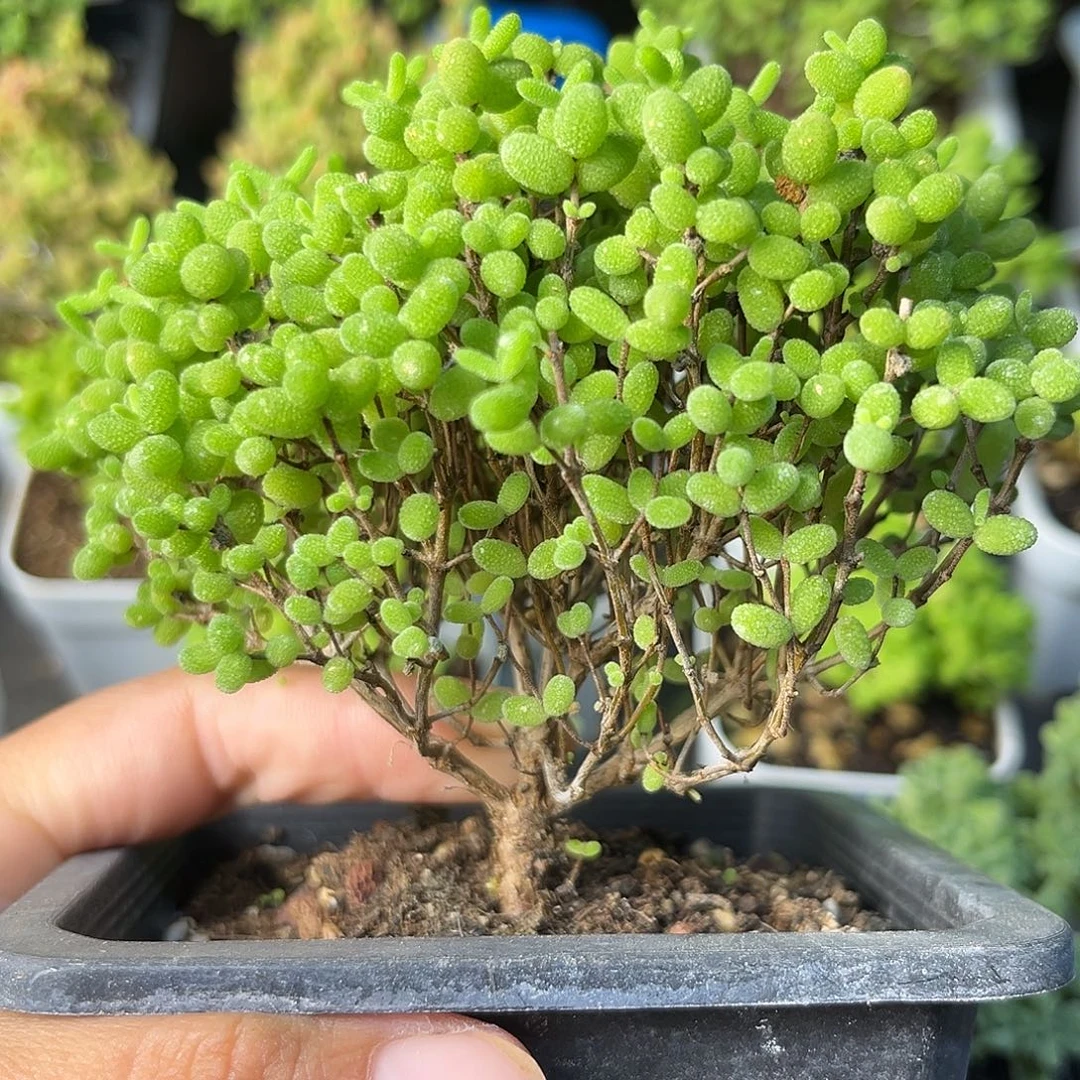 905蜜桔。