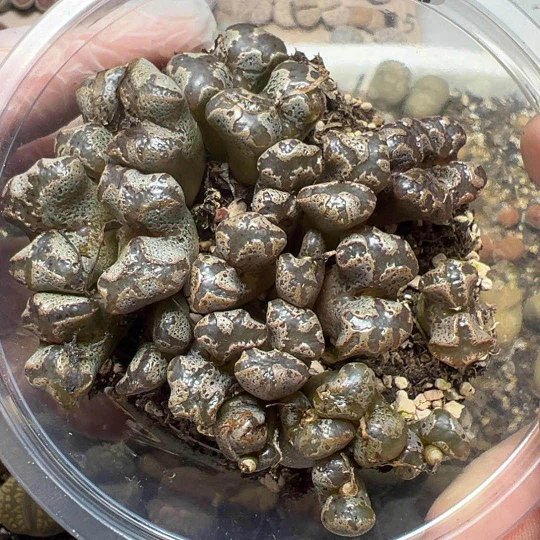 【闪购商品】032……