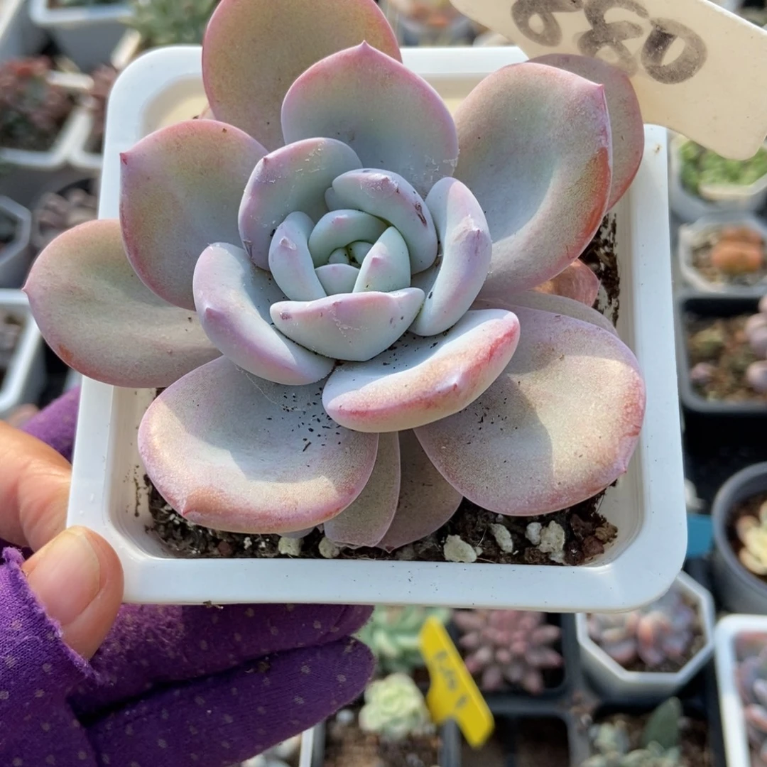 880奶茶多肉植物多肉