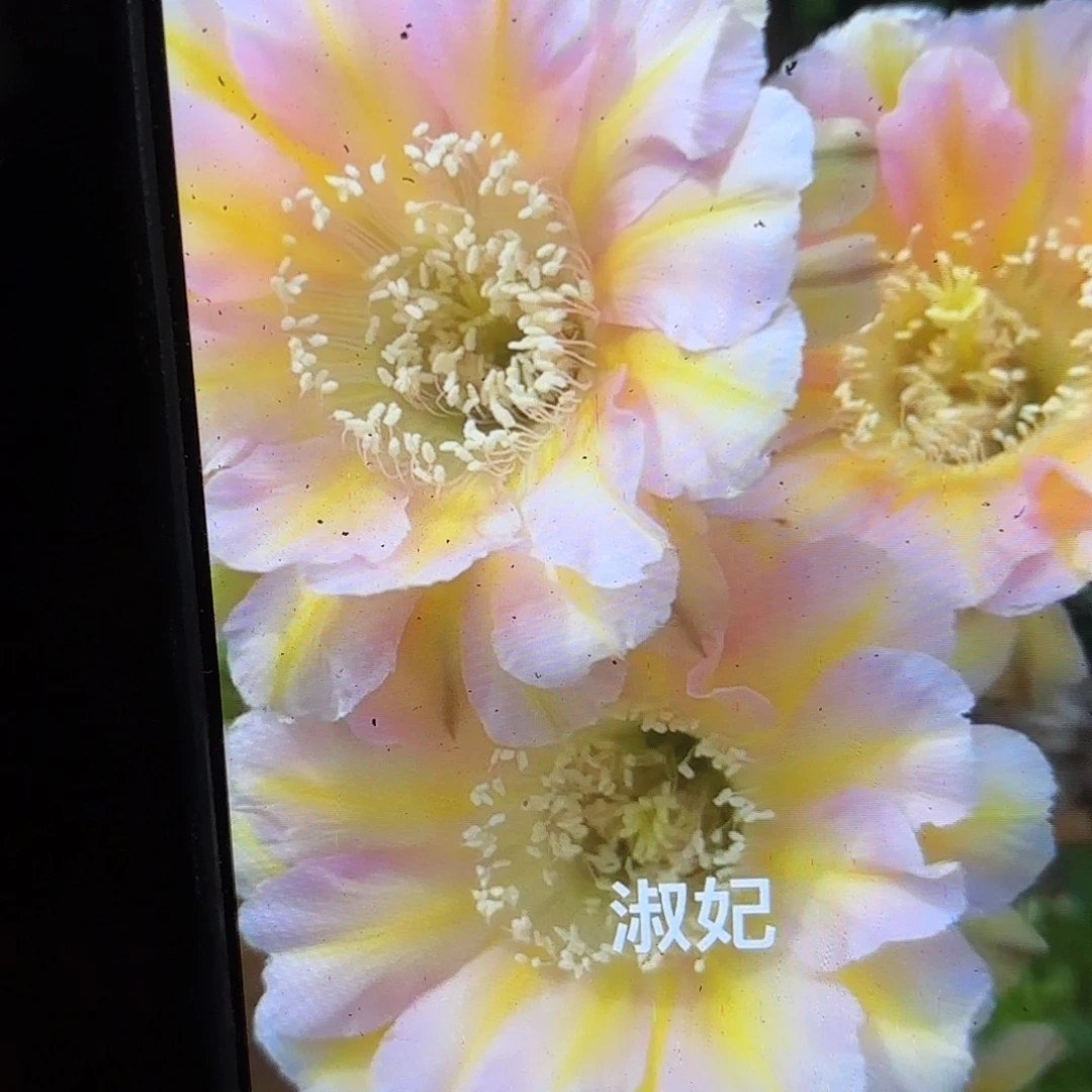 带根淑妃瑕疵20包邮仙人球