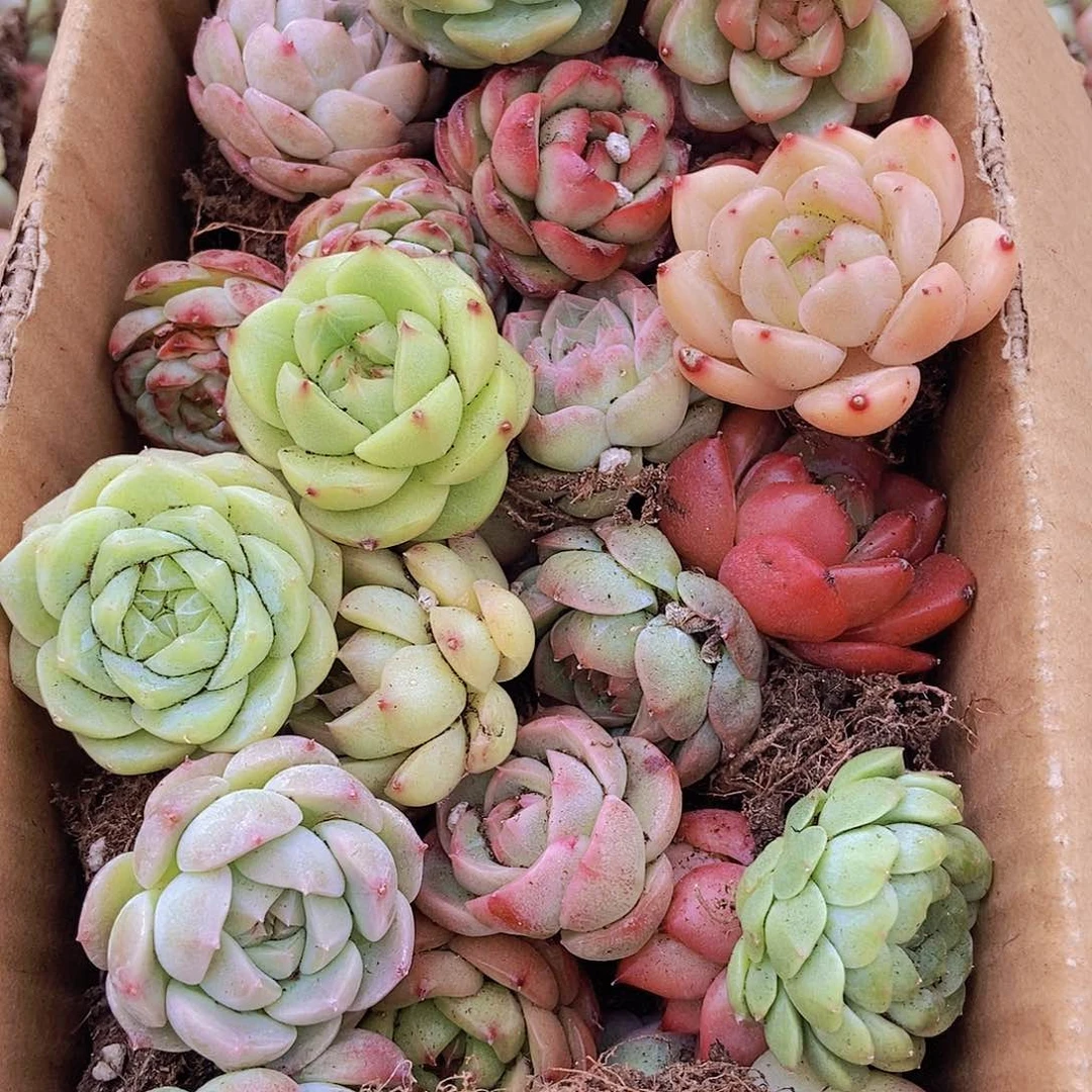 00000000000001量拍保底20颗