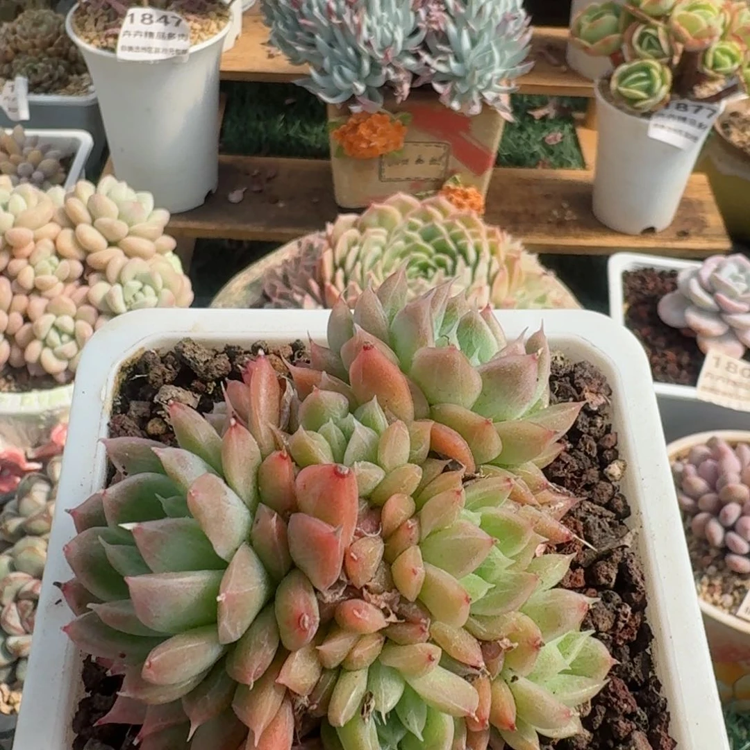 1898一物一拍（满28包邮）