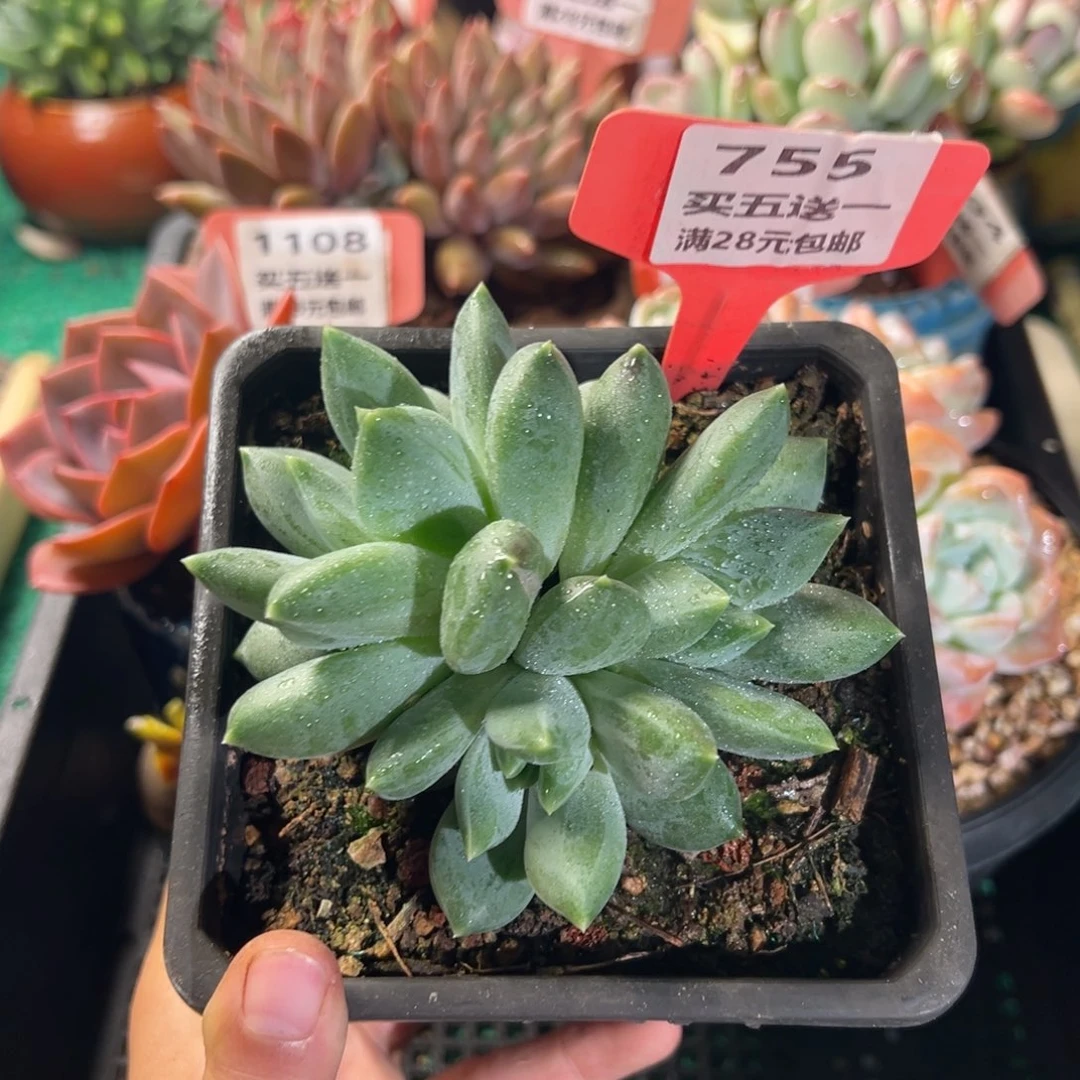 表妹精品多肉植物755.
