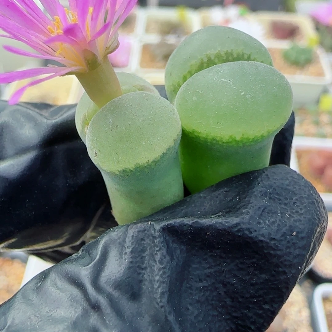 栖****多肉植物大粉女88号