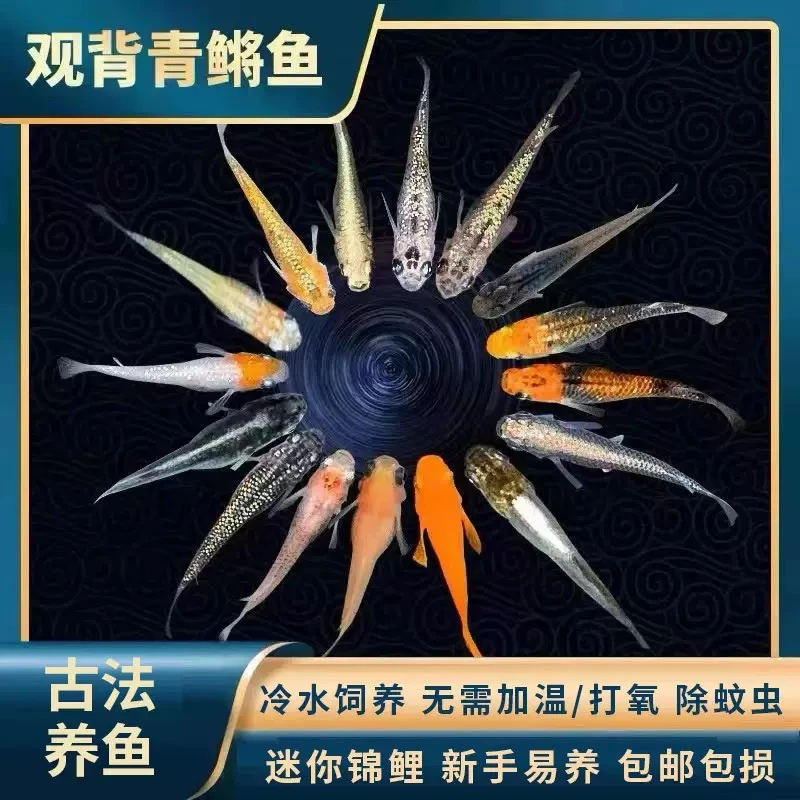 观背青鳉冷水鱼迷你小亚成好养耐活免打氧魔法星光小型锦鲤
