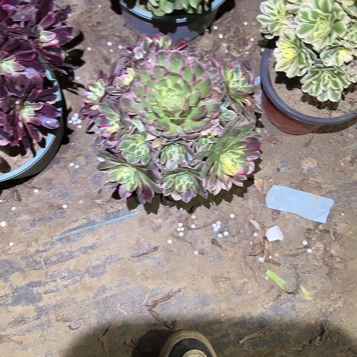 不包侧枝一物一拍59