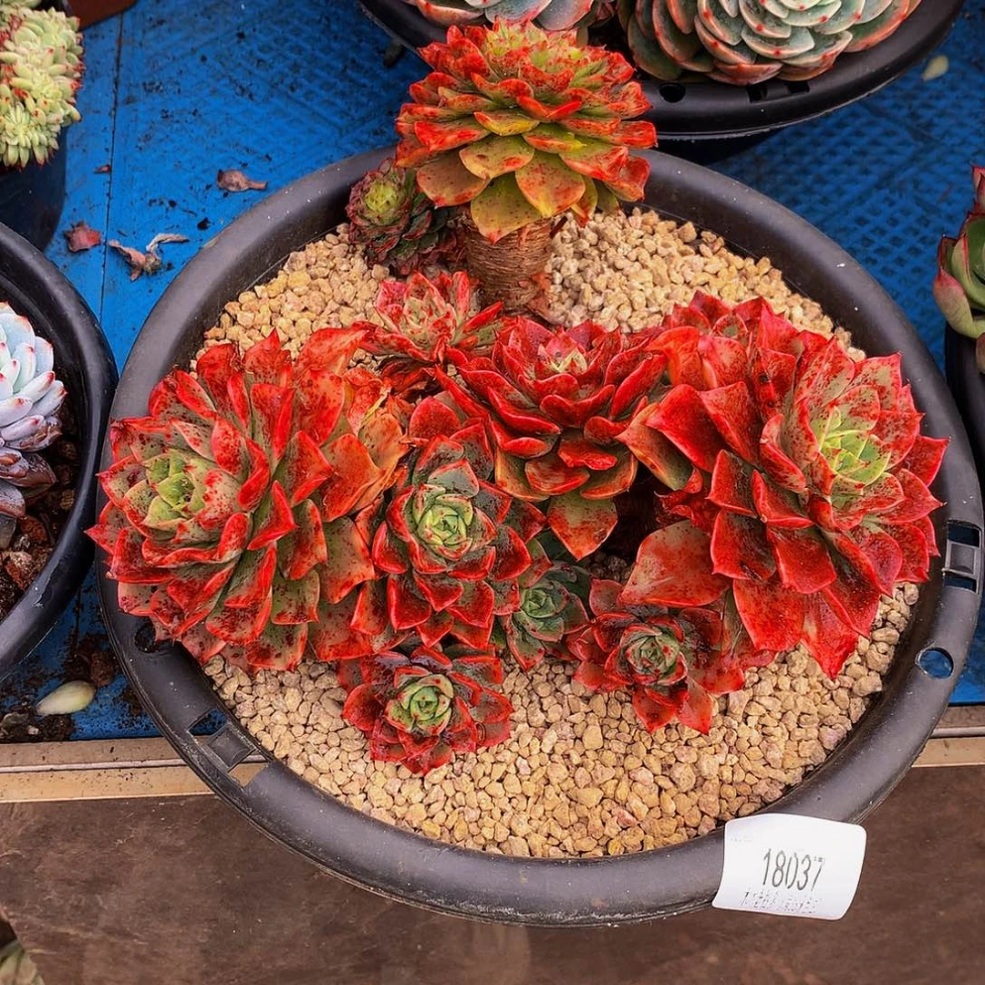 缘***️    贝拉多肉18037