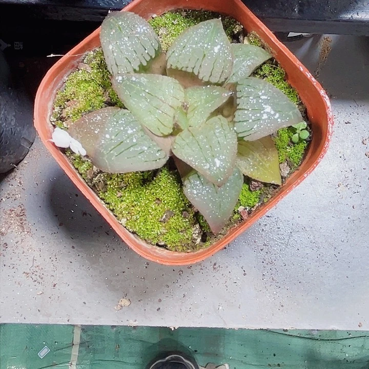 天空之镜多肉植物666