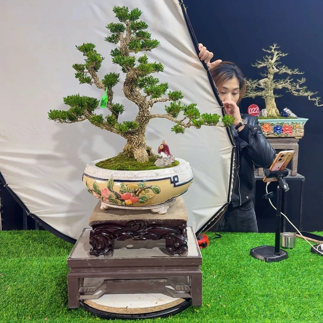 当前无花朵，栽培后可花朵