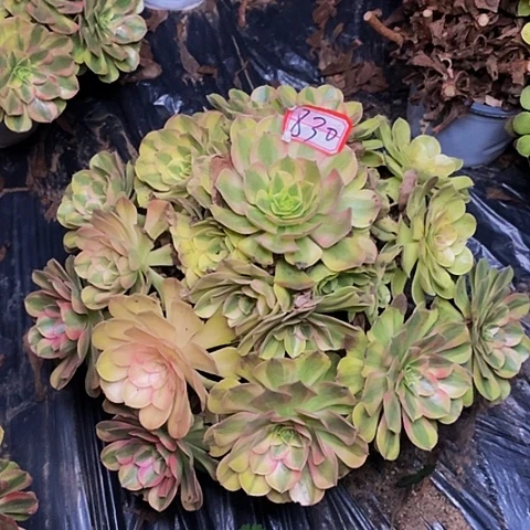 雨荷老桩捧花830号