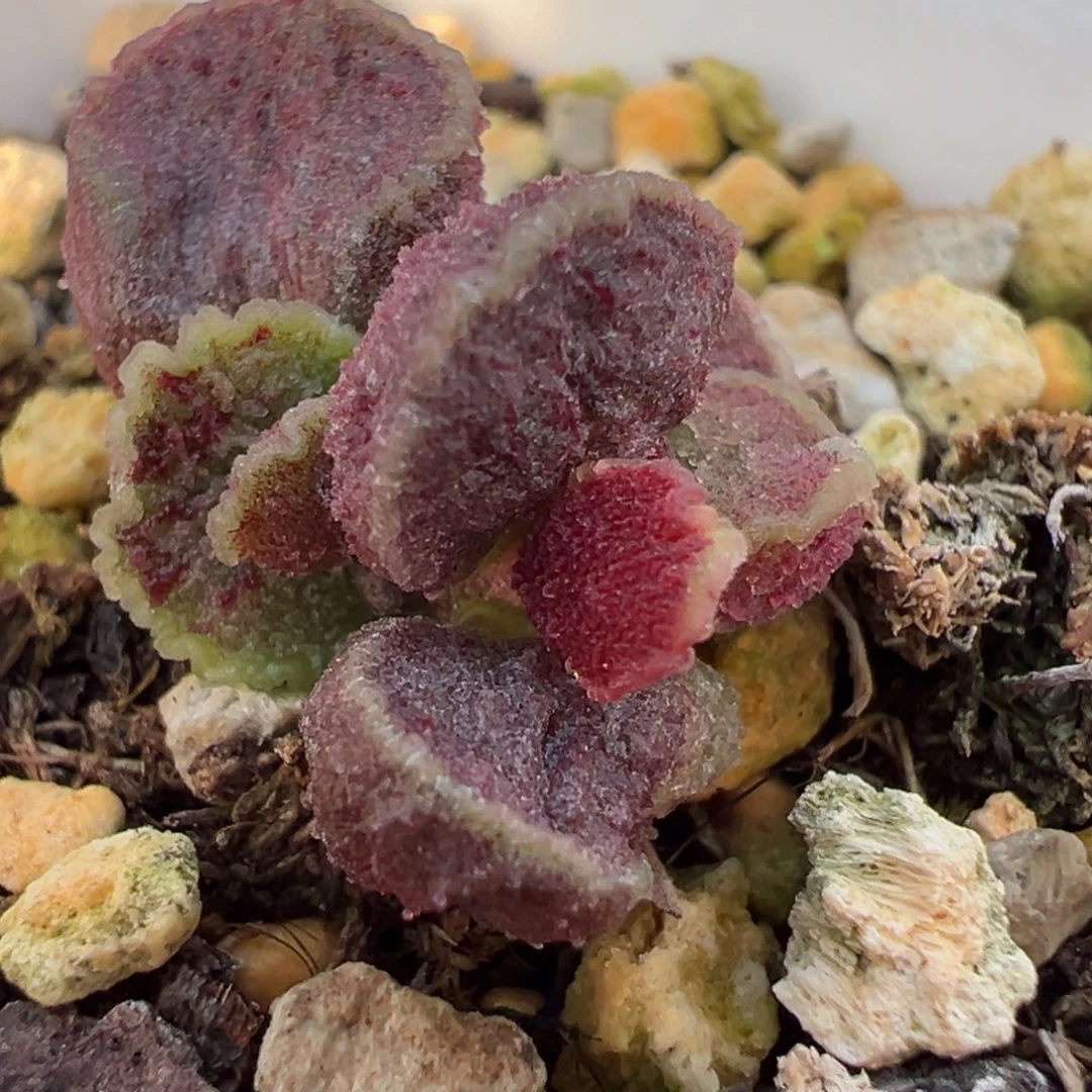 火凤凰多肉植物水泡多肉植物