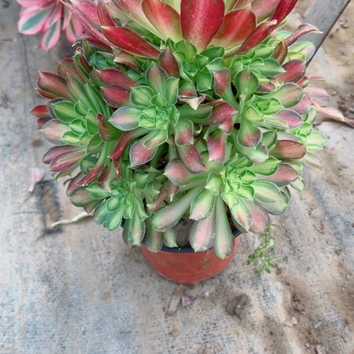 479韶华塔多肉植物