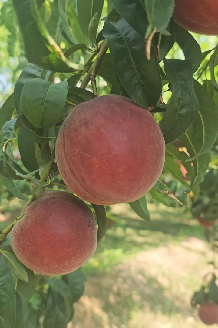 礼泉现摘高山黑桃酸甜口感