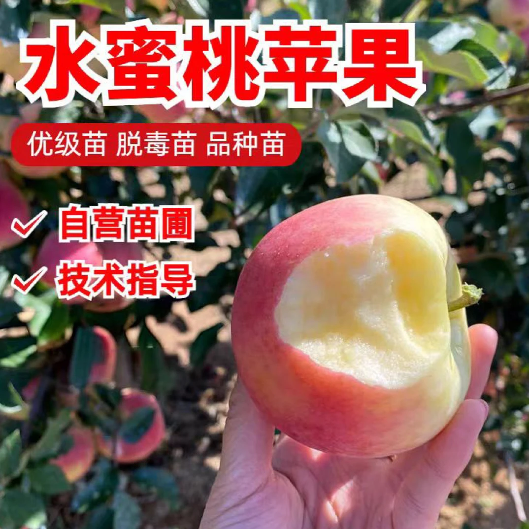 水蜜桃苹果苗嫁接大果冰糖心富士南北方种植果树苗盆栽庭院地栽