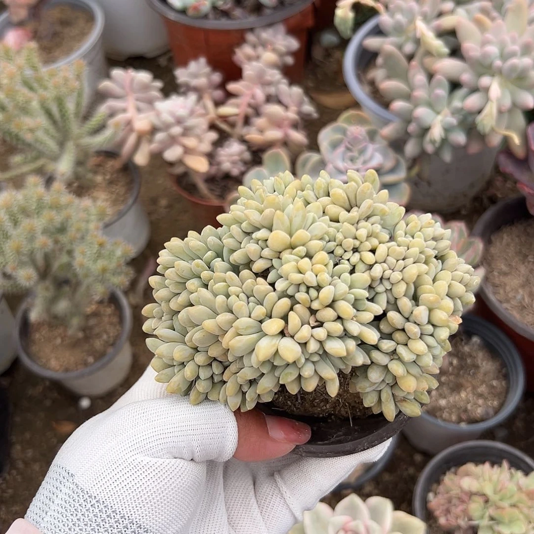多肉植物醉美人缀化