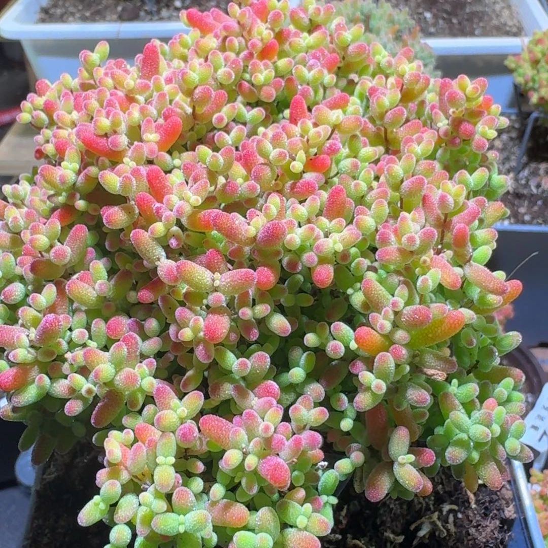 蜜橘枝干番杏福利119