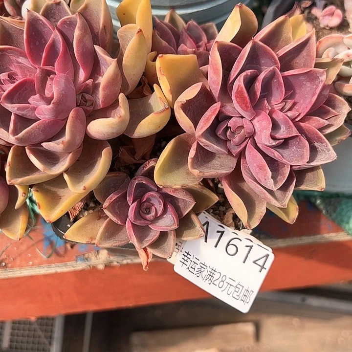 幸运的是我的朋友们都在