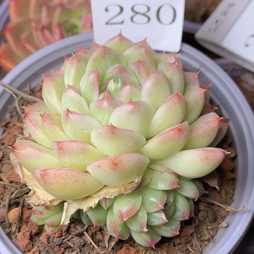 【闪购商品】T****2云280