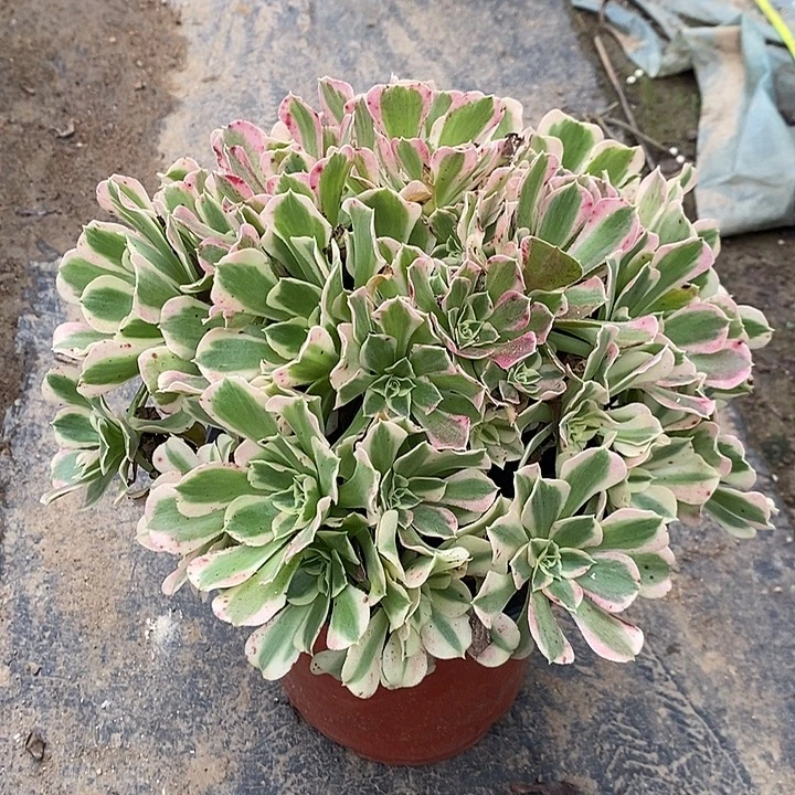 白凤多肉植物021