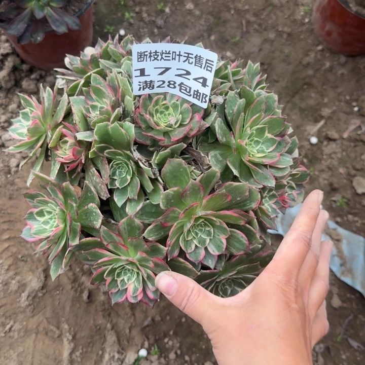 1724二号棚万花筒B