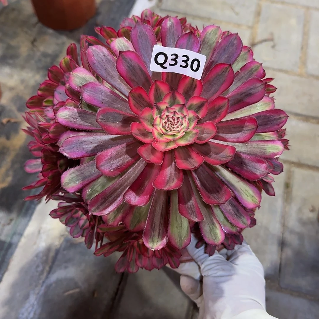 330白月光44冠服20.1左右不是大颗