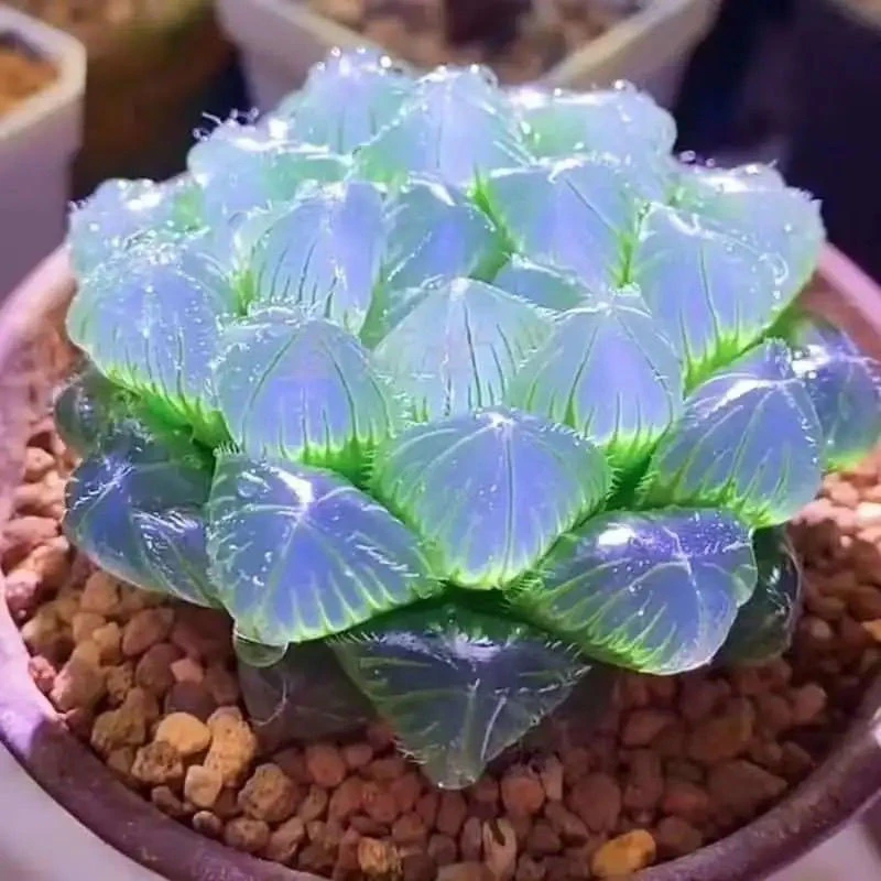 新品白蛇年多肉植物盆栽玉露组合好养新手阳台办公室花卉十二卷