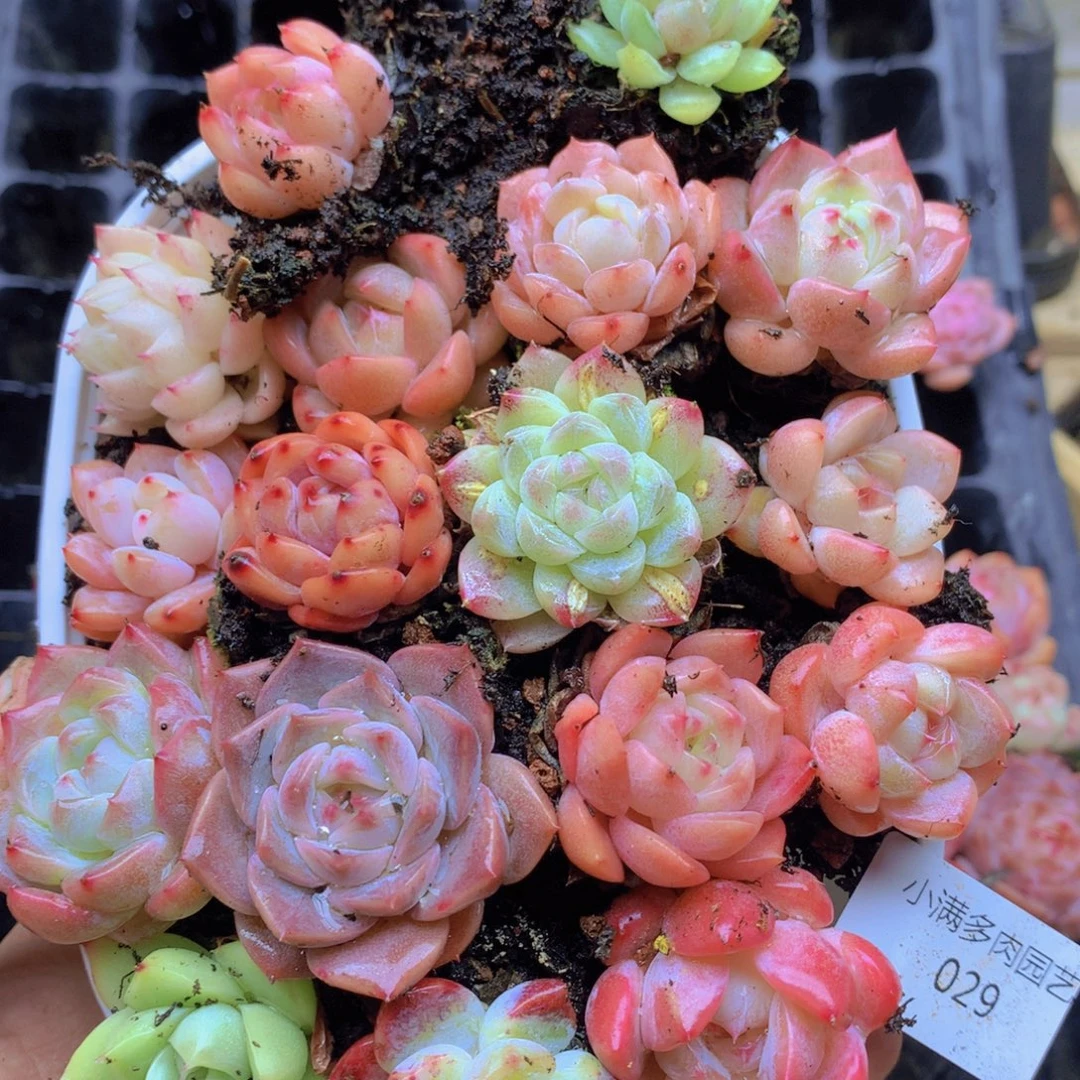 我要去看你了啊029