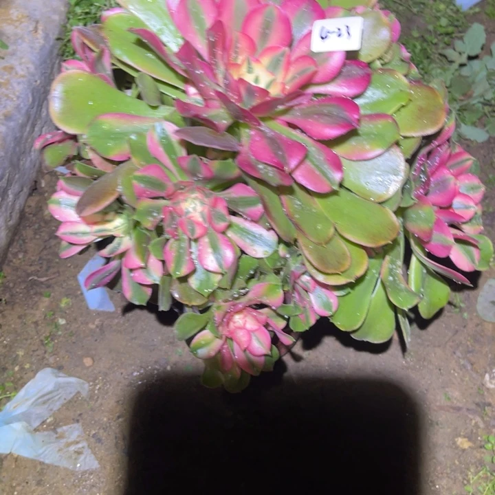 1-4-23香妃法师锦