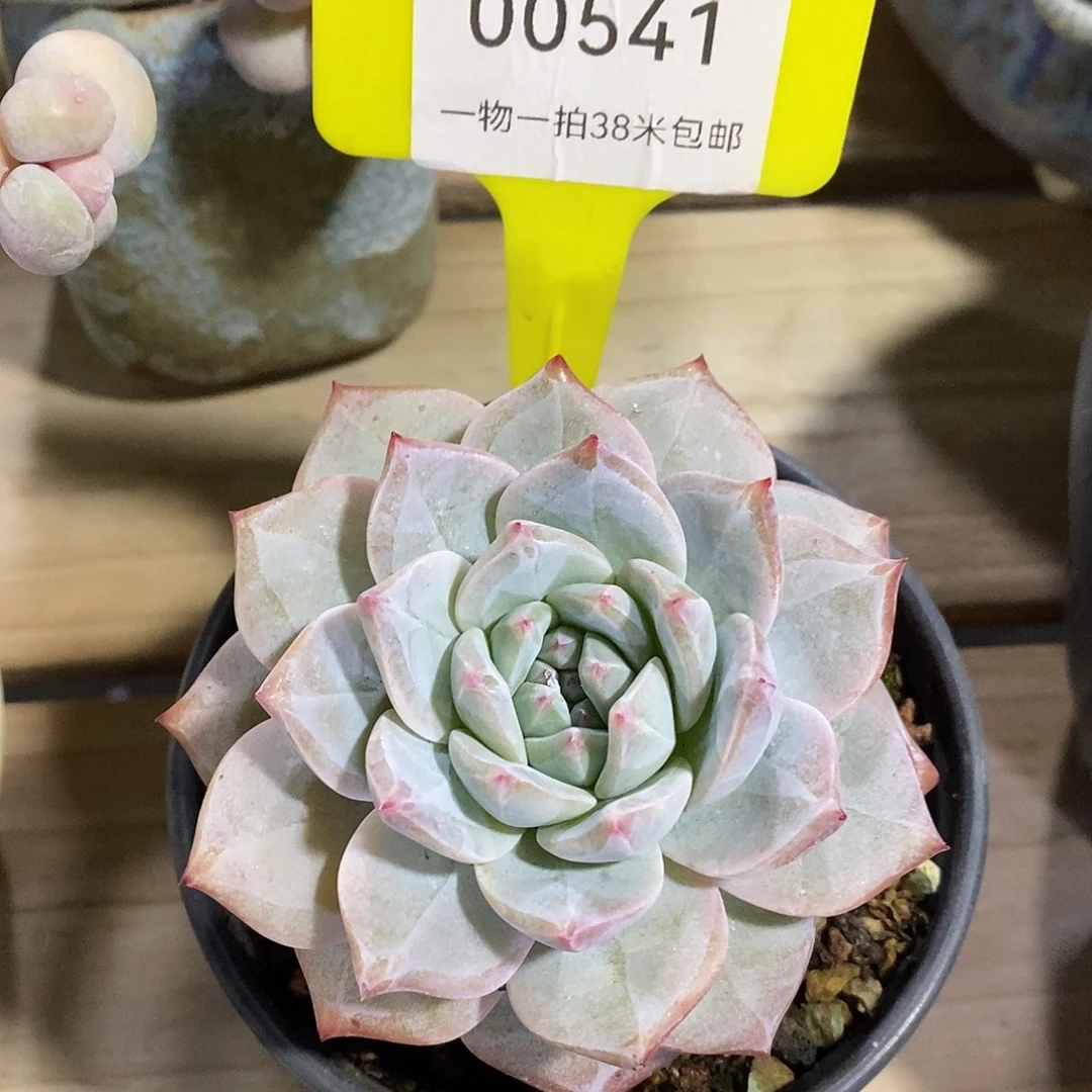 00541，out咯我我莫们