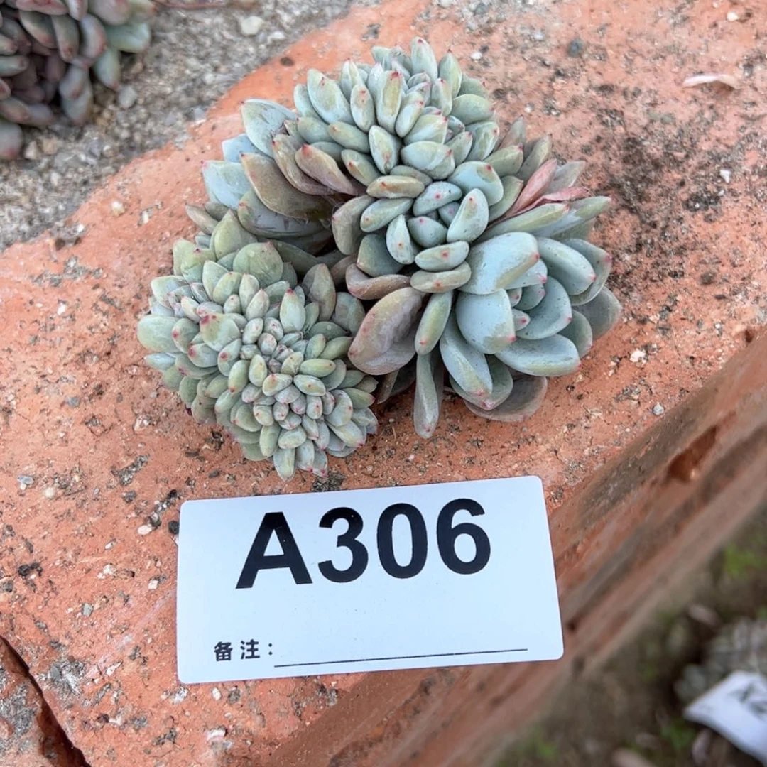 益306 多肉多肉多肉多肉