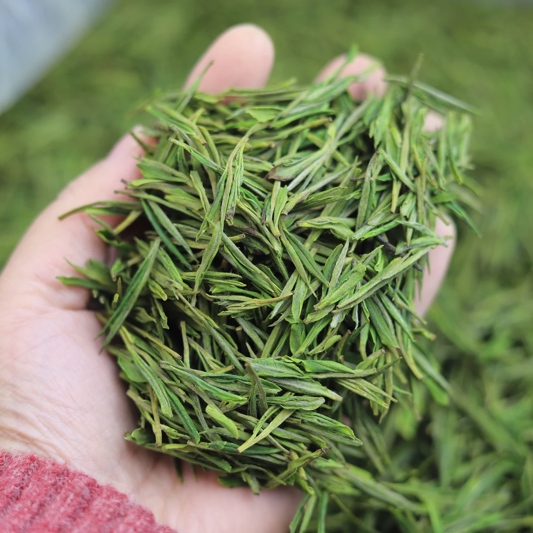 心儒Z488安吉白茶正宗原产地