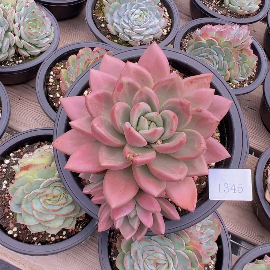 开**好1345肉肉肉肉肉肉肉