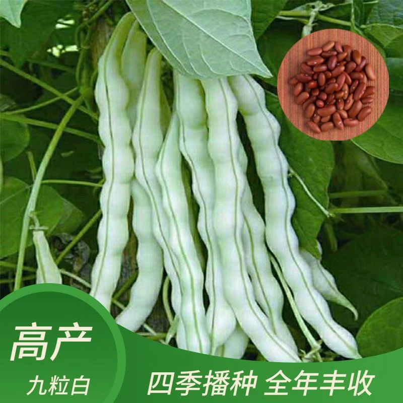 九粒白芸豆种子豆角种籽四季豆架豆种高产春秋季蔬菜种孑
