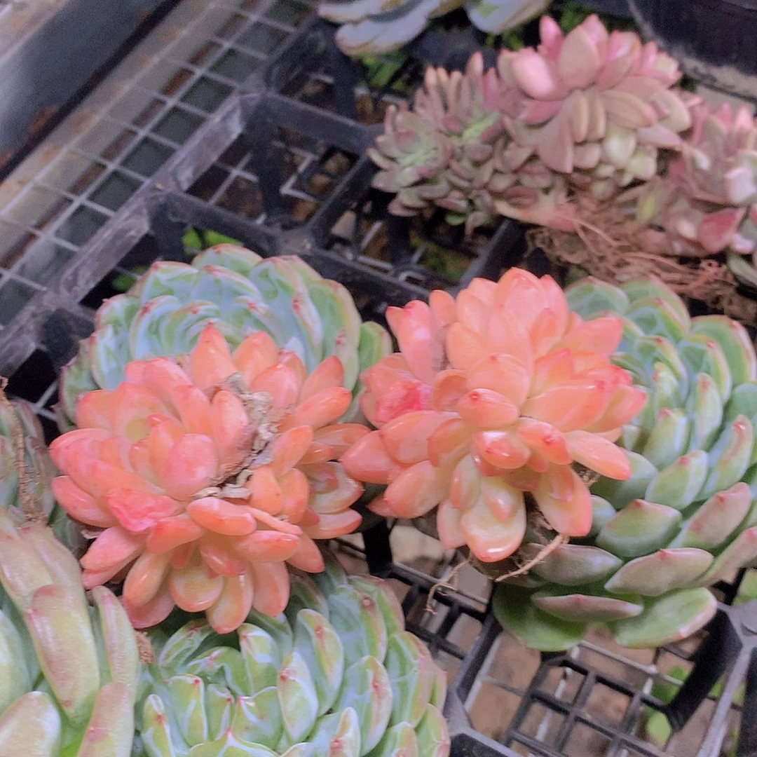 全明星捡漏群345678990000