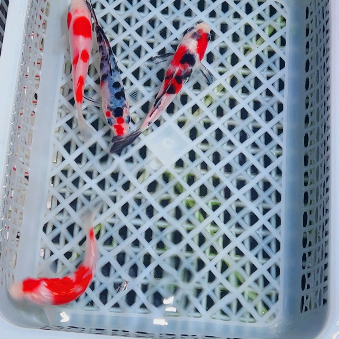 锦鲤锦鲤观赏鱼1111