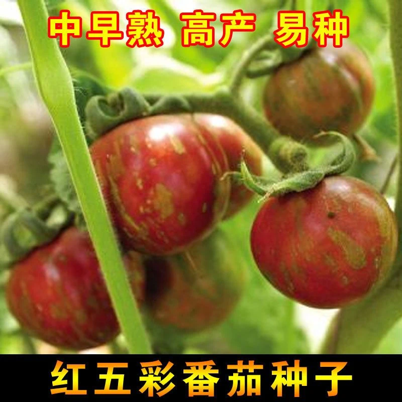 花绣球番茄种子红黄相间盆栽鸡尾酒番茄种子盆栽番茄