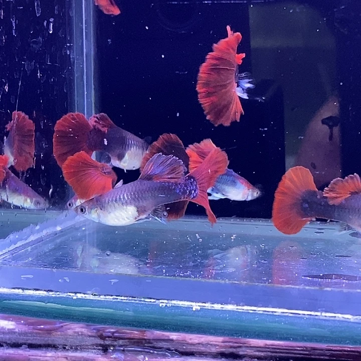 孔雀鱼大背扇子10条包邮