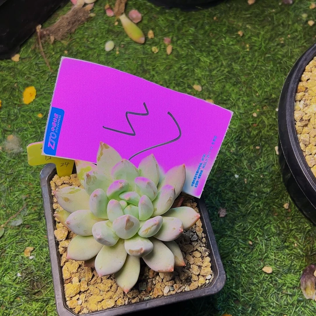 打***死37号，一物一拍，脱土包邮