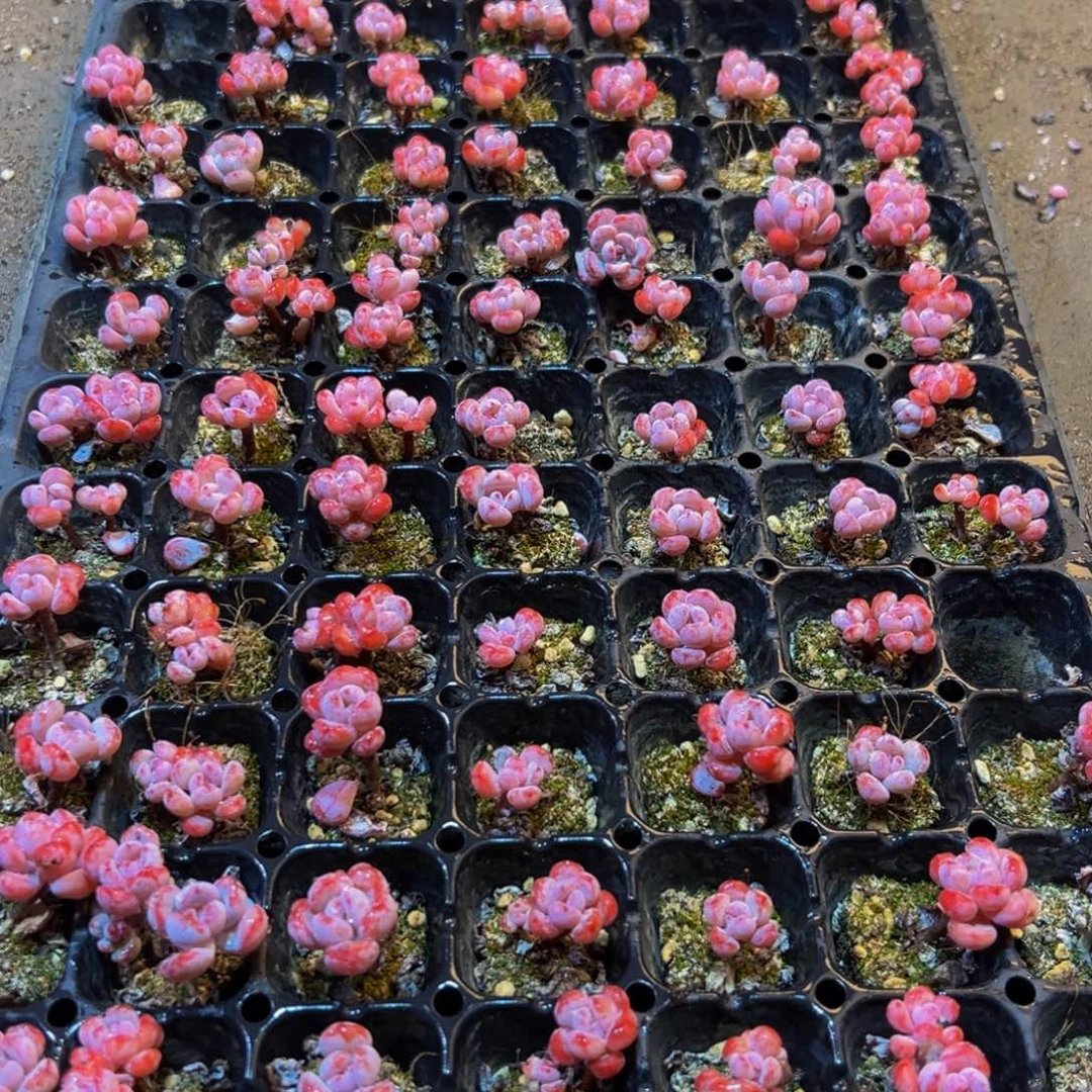 089纯纯粹粹vvvvv