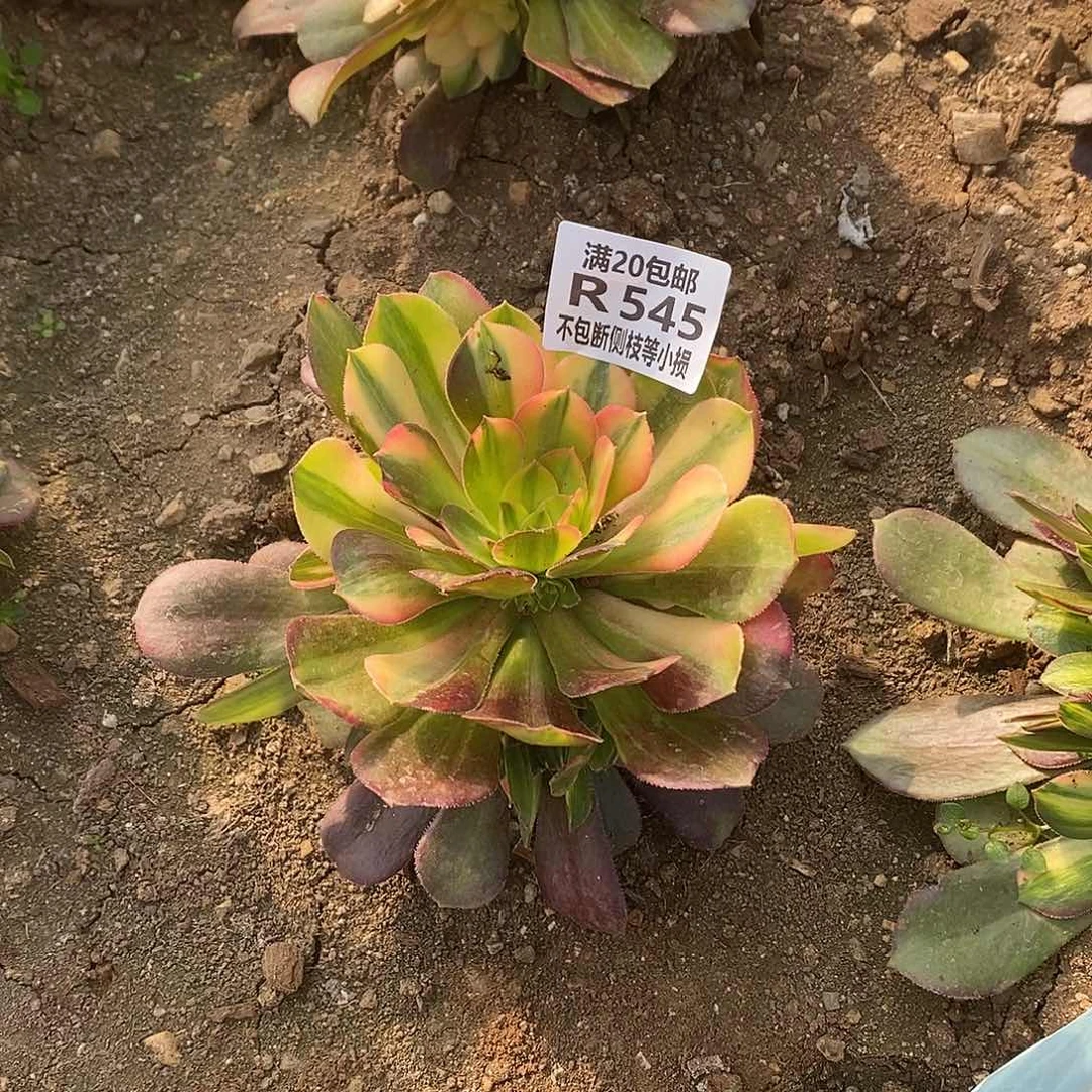 温*?545韶羞七彩多肉法师锦