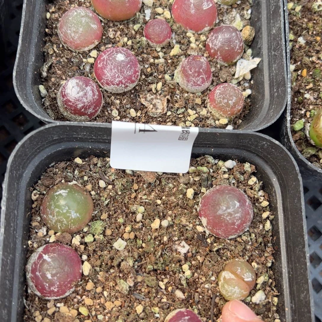 【闪购商品】134 年终收官灯泡