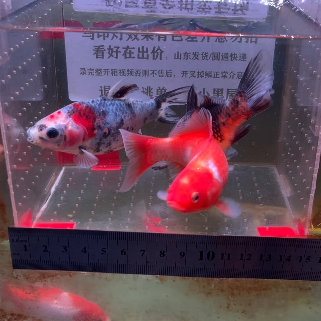 海水鱼157号短尾草金一组