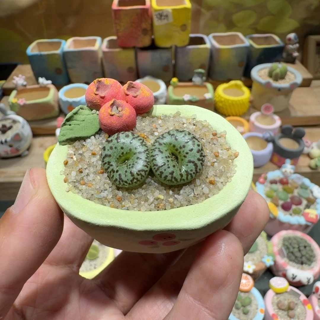 Z***z蘑菇1183安贞多肉植物