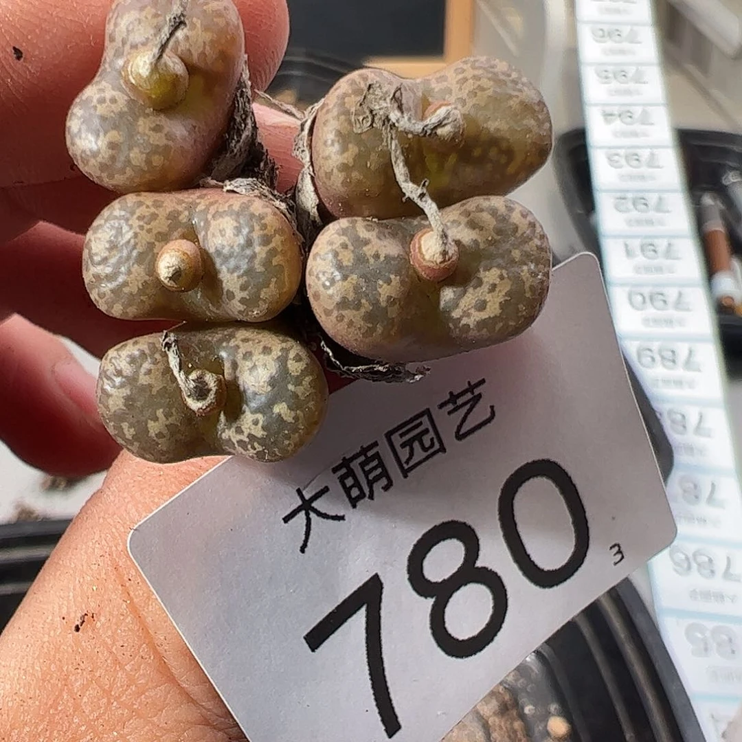 0000780 一物一拍……