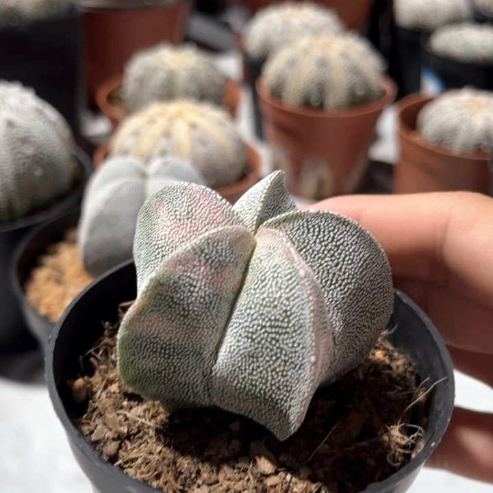 鸾凤玉锦一物一拍实生