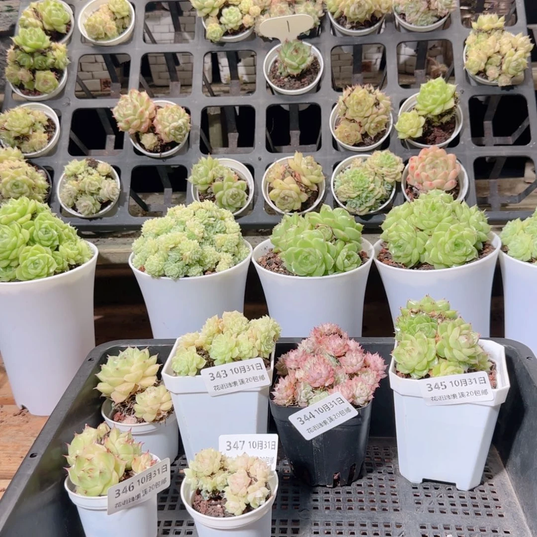 ****茶花语逸镜1031-348三个