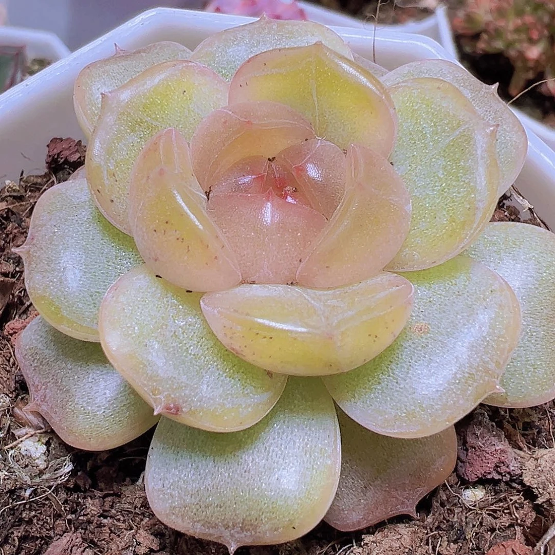 精品彩恋19包邮多肉植物