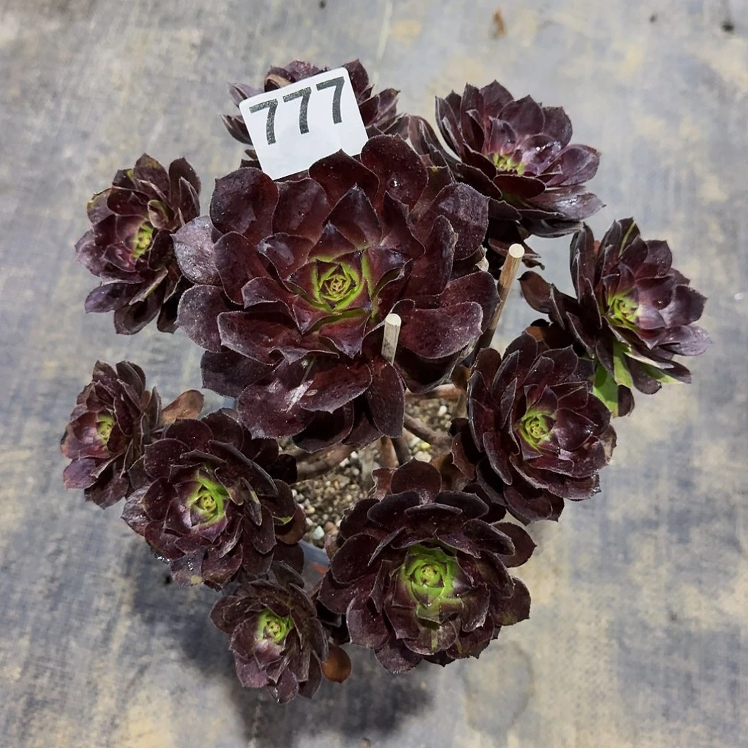 777黑美人冠服在25公分以上