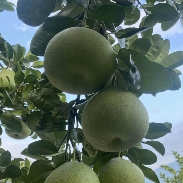 当季新鲜正宗度尾文旦柚皮薄肉厚清甜多汁优质水果